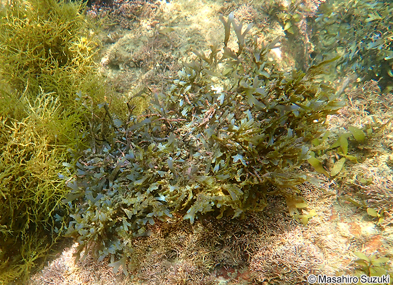 シワヤハズ Dictyopteris undulata