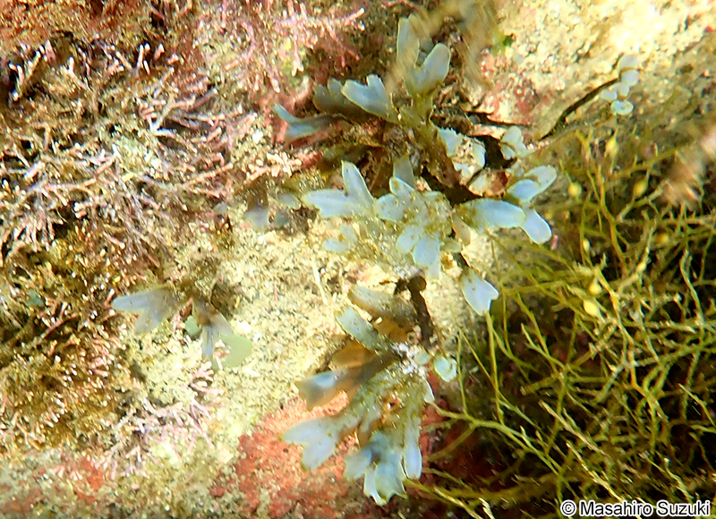 シワヤハズ Dictyopteris undulata