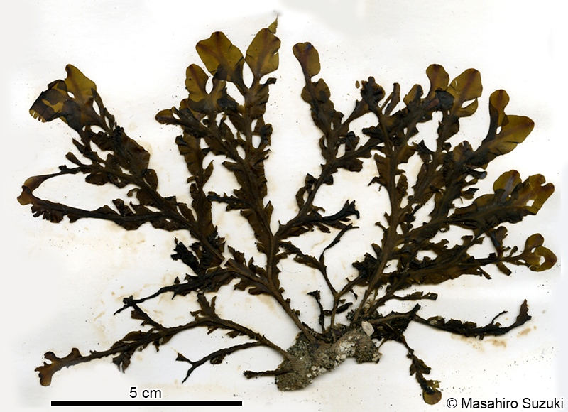 シワヤハズ Dictyopteris undulata