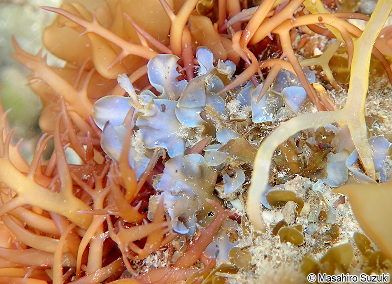 シワヤハズ Dictyopteris undulata