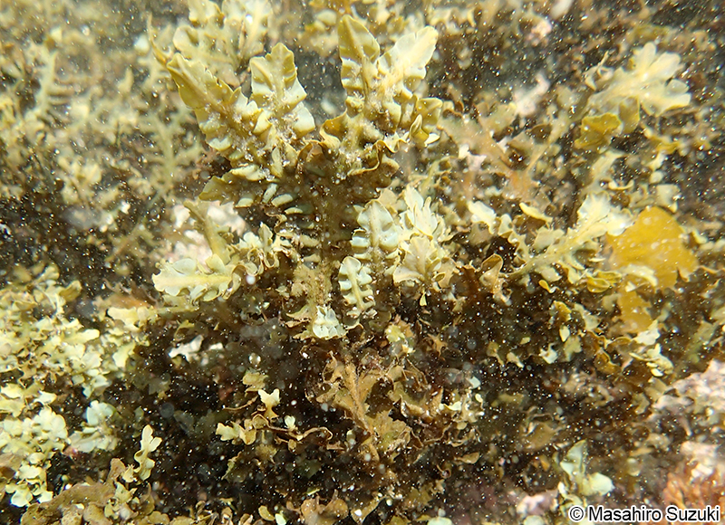 シワヤハズ Dictyopteris undulata