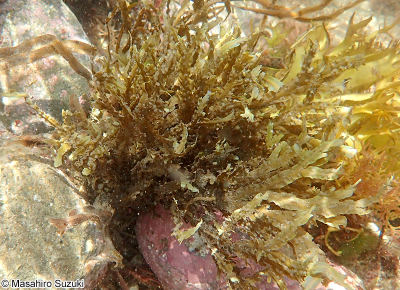 シワヤハズ Dictyopteris undulata