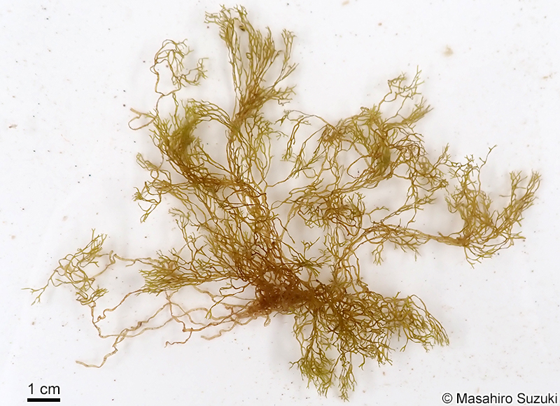 イトアミジ Dictyota acutiloba