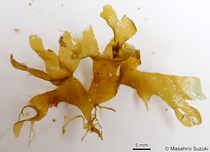 フチドリアミジ Dictyota liturata