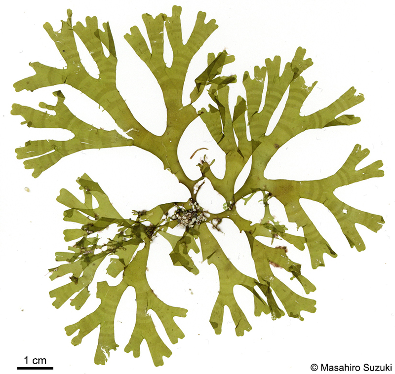 コモンアミジ Dictyota sandvicensis