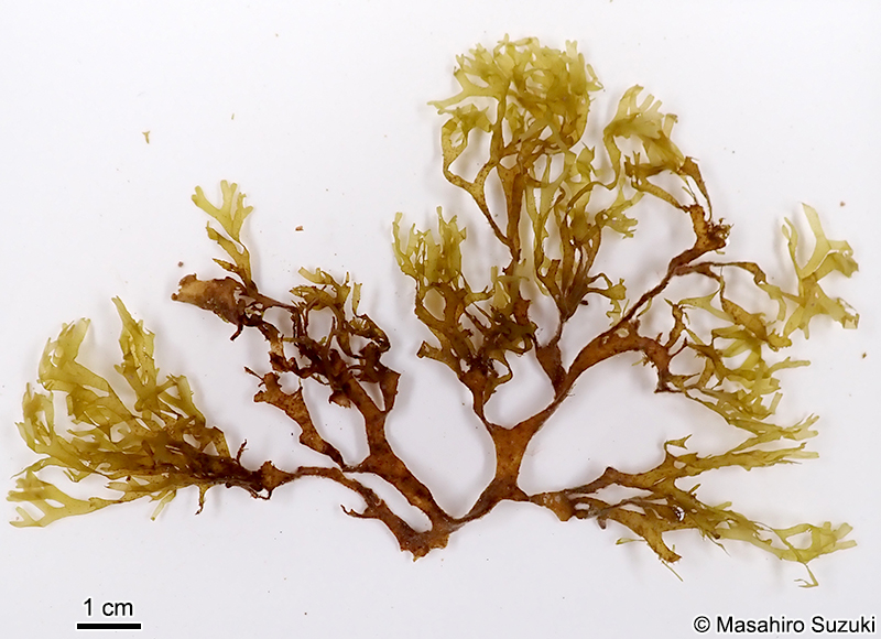 コモンアミジ Dictyota sandvicensis