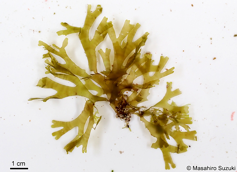 コモンアミジ Dictyota sandvicensis