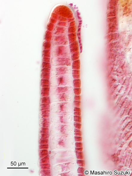 アミジグサ Dictyota cf. dichotoma