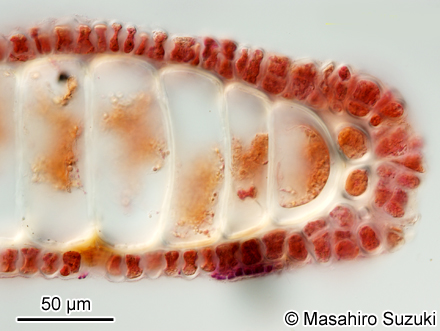 アミジグサ Dictyota spathulata