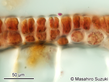 アミジグサ Dictyota spathulata