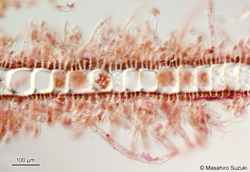 アミジグサ Dictyota cf. dichotoma