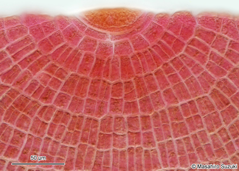 アミジグサ Dictyota spathulata