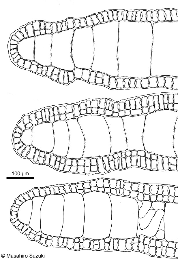 アミジグサ Dictyota spathulata