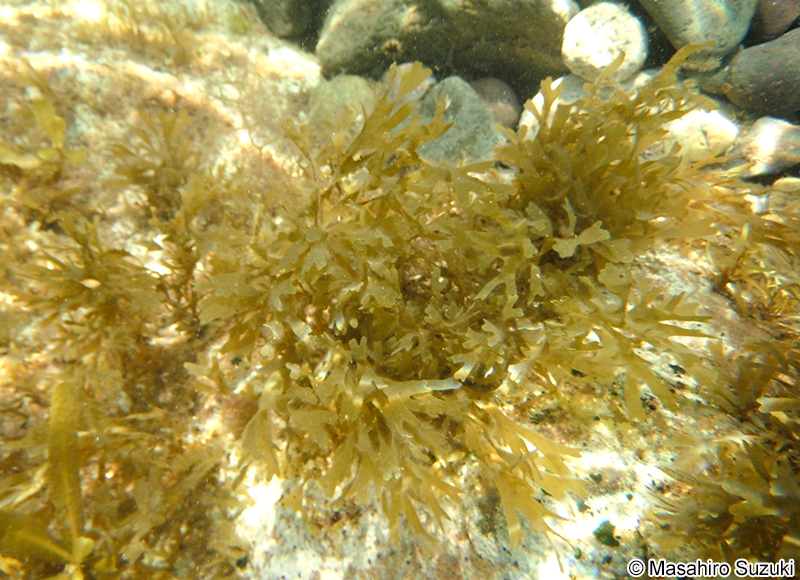 アミジグサ Dictyota spathulata