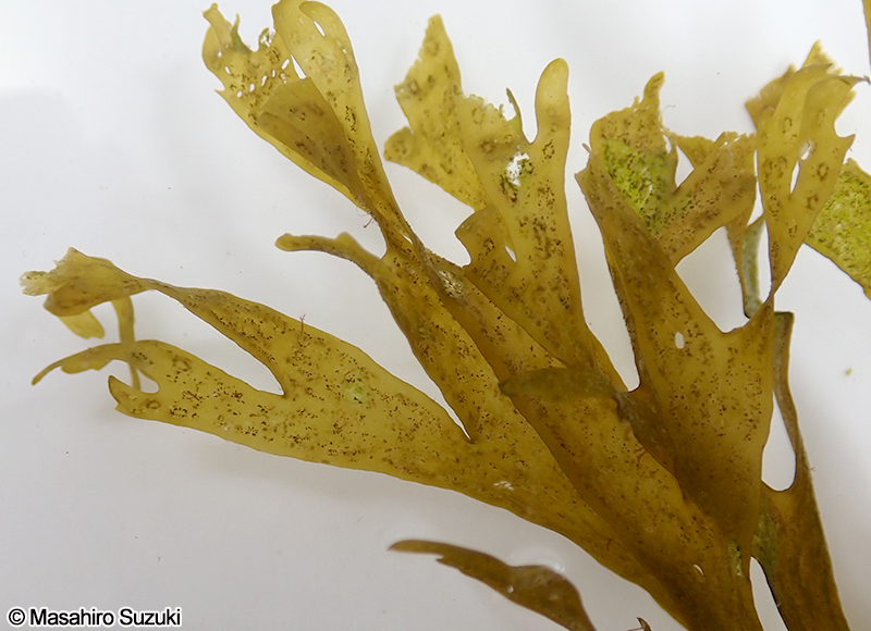 アミジグサ Dictyota spathulata