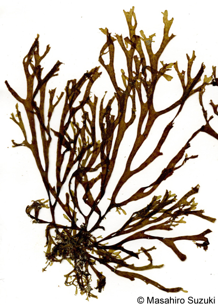 アミジグサ Dictyota spathulata