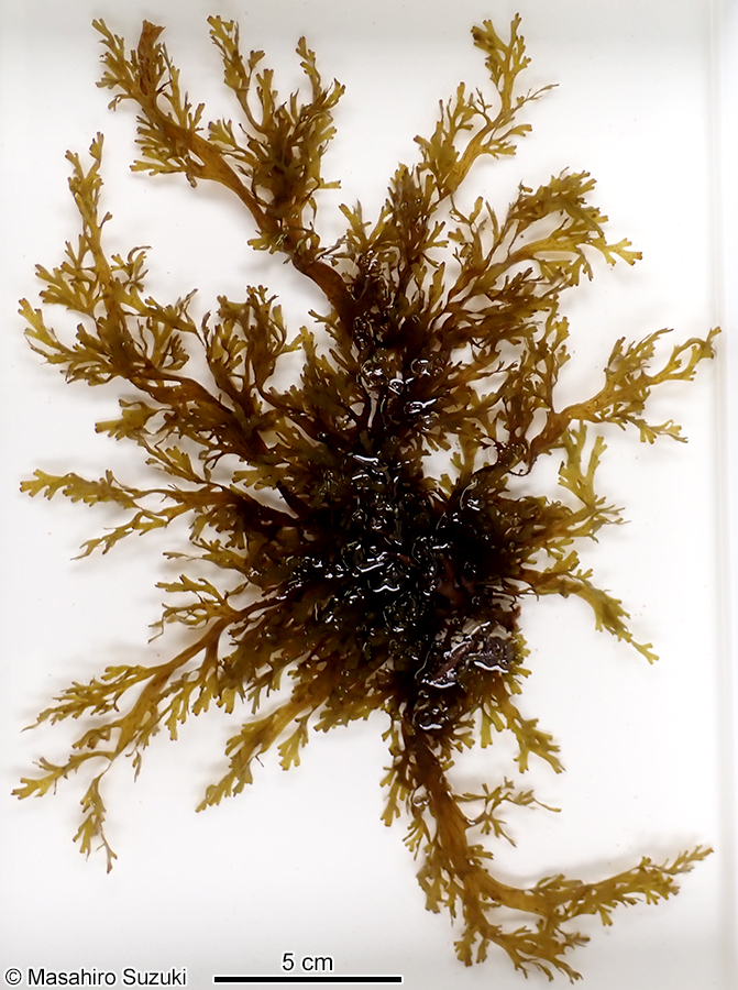 ハリアミジグサ Dictyota spinulosa