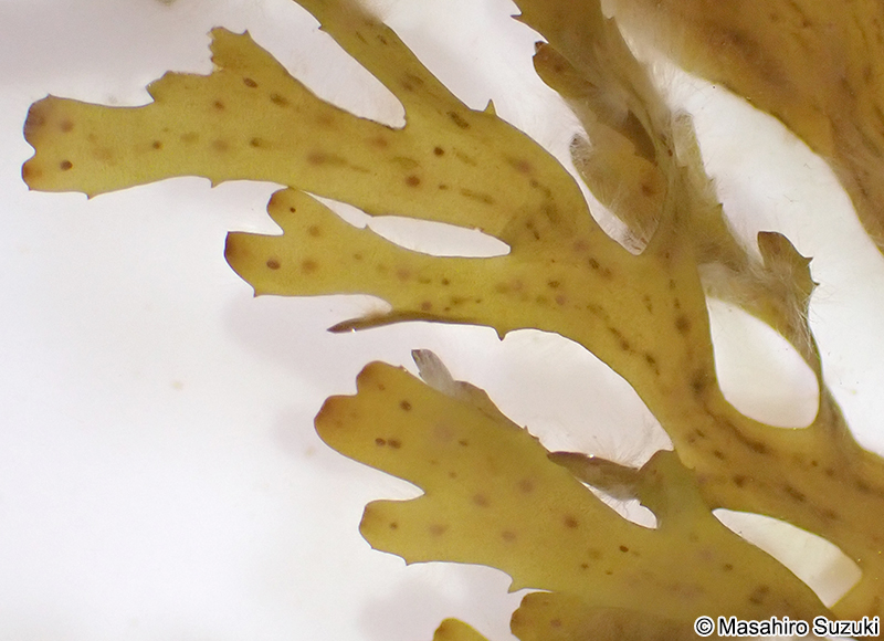 ハリアミジグサ Dictyota spinulosa