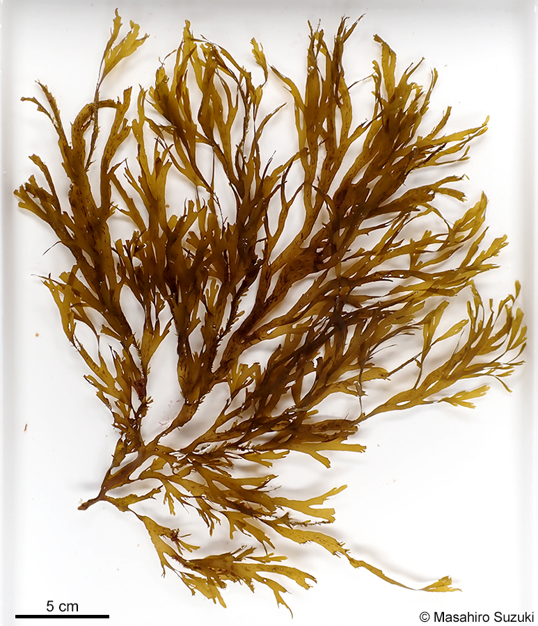 ハリアミジグサ Dictyota spinulosa