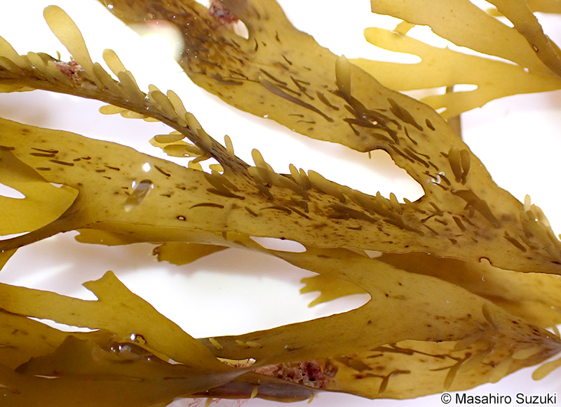ハリアミジグサ Dictyota spinulosa