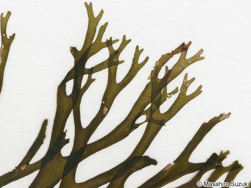 ヨレアミジ Dictyota sumbisoria