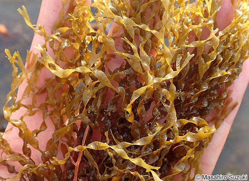 ヨレアミジ Dictyota sumbisoria