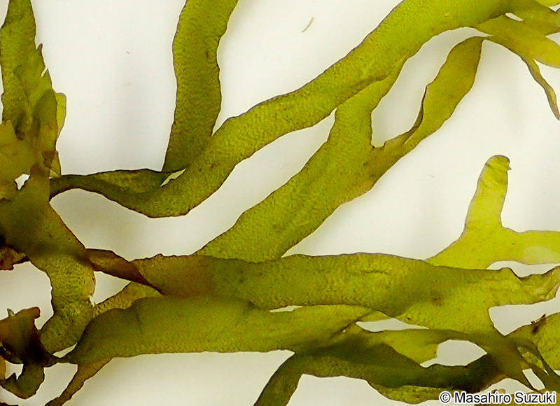 ヨレアミジ Dictyota sumbisoria