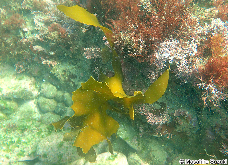 カジメ Ecklonia cava