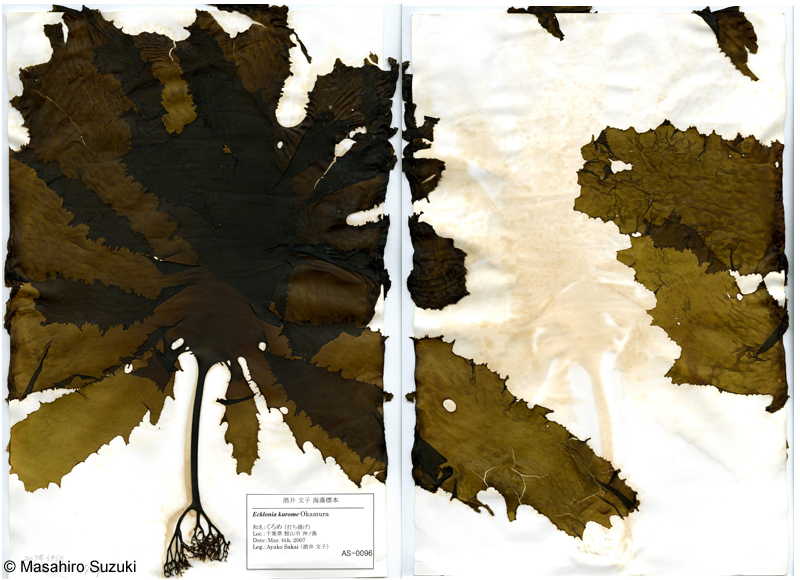 カジメ Ecklonia cava