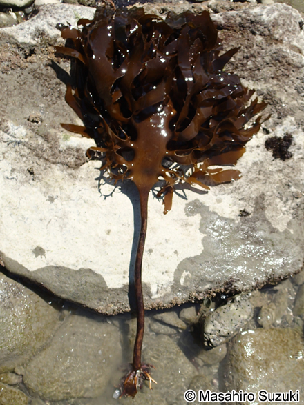 カジメ Ecklonia cava