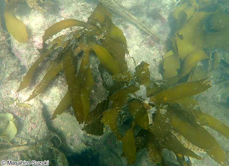 カジメ Ecklonia cava