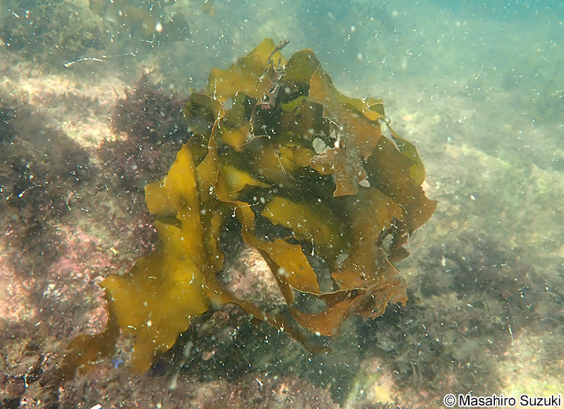 カジメ Ecklonia cava