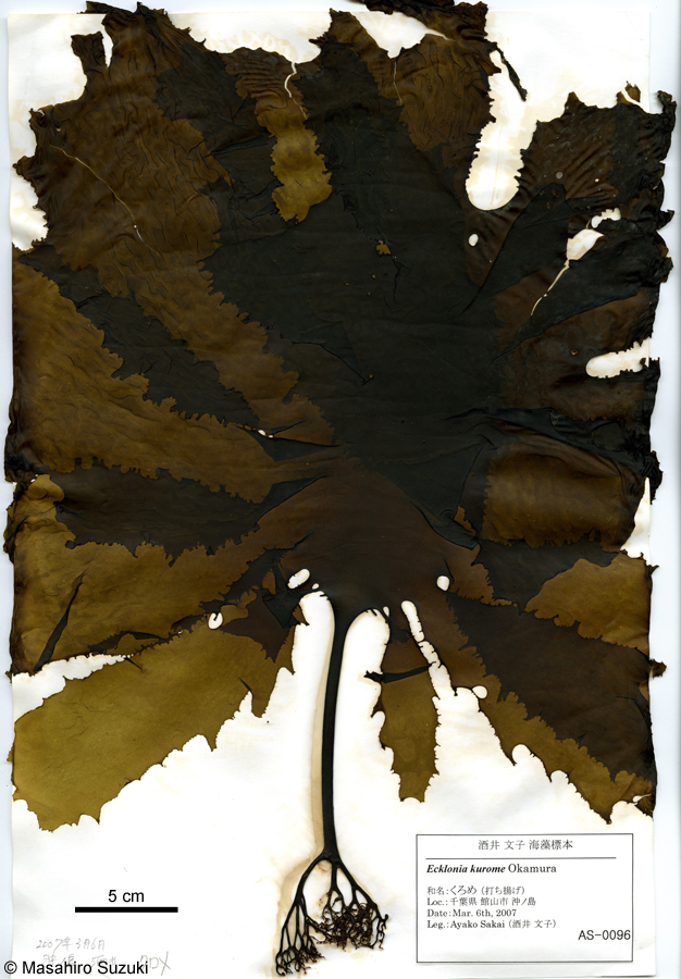 カジメ Ecklonia cava