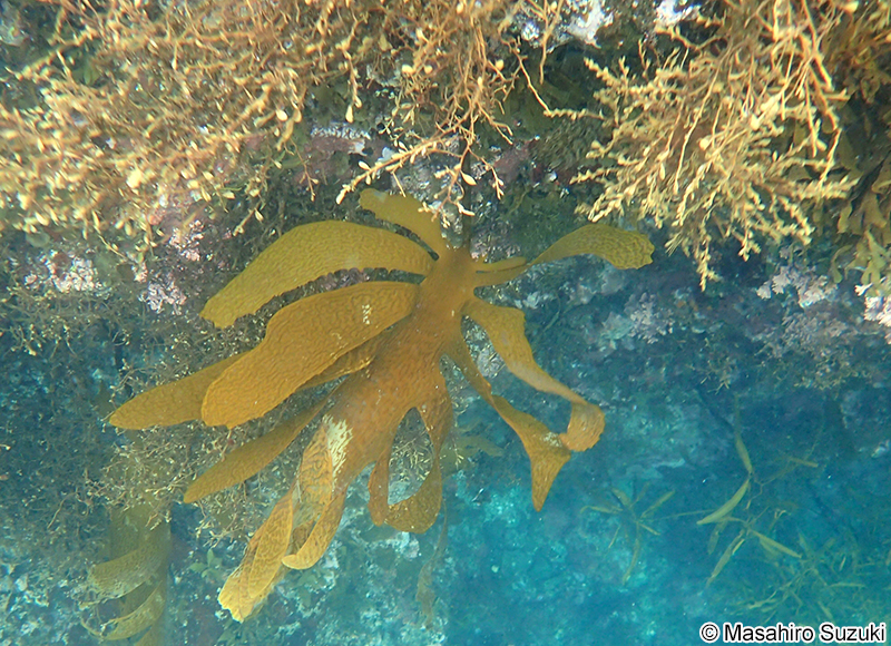 Ecklonia cava var. kuromeoides