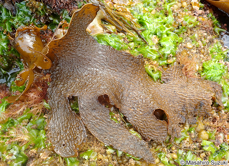 クロメ Ecklonia cava subsp. kurome