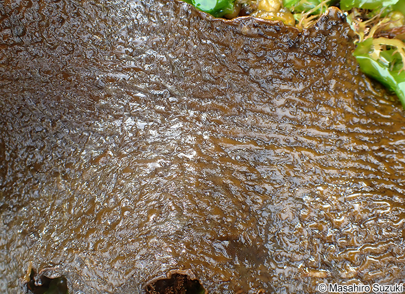 クロメ Ecklonia cava subsp. kurome