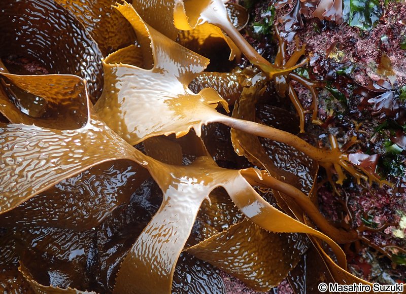 クロメ Ecklonia cava subsp. kurome