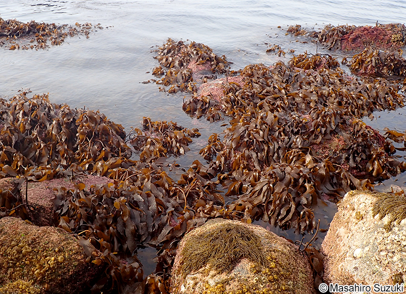 クロメ Ecklonia cava subsp. kurome