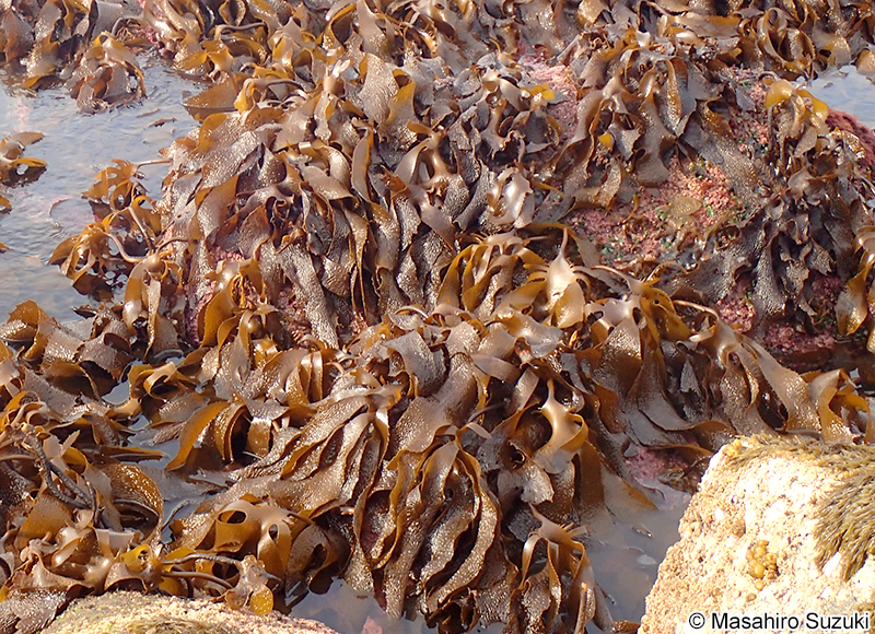 クロメ Ecklonia cava subsp. kurome