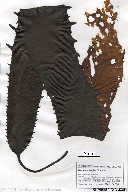 ツルアラメ Ecklonia cava subsp. stolonifera