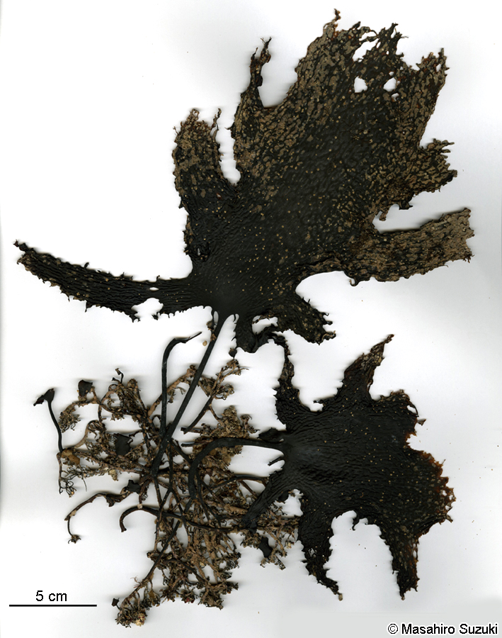 ツルアラメ Ecklonia cava subsp. stolonifera