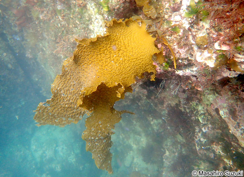 ツルアラメ Ecklonia cava subsp. stolonifera
