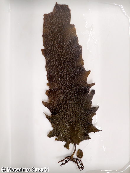 ツルアラメ Ecklonia cava subsp. stolonifera