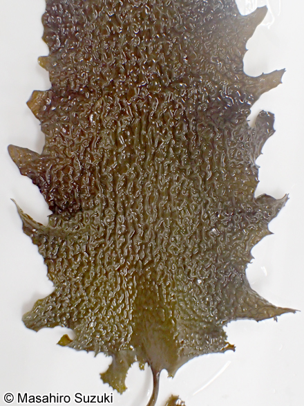 ツルアラメ Ecklonia cava subsp. stolonifera