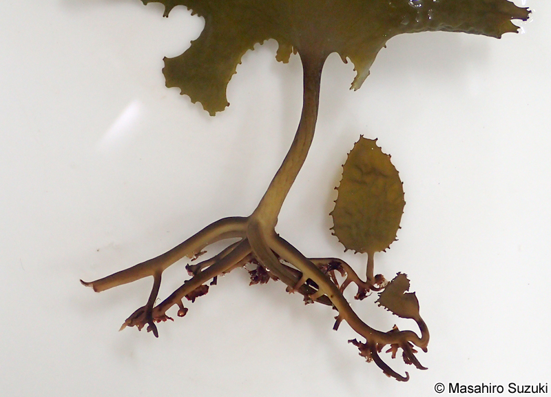 ツルアラメ Ecklonia cava subsp. stolonifera