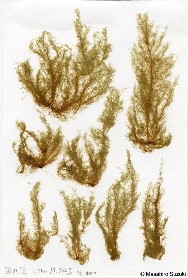 シオミドロ Ectocarpus siliculosus