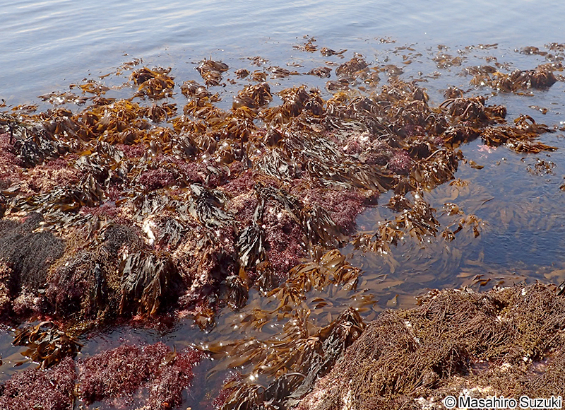 アラメ Eisenia bicyclis