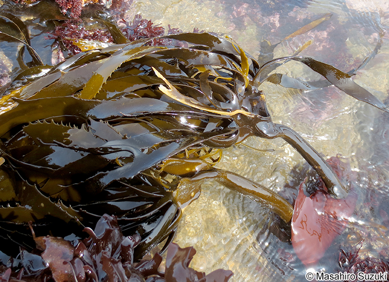 アラメ Eisenia bicyclis