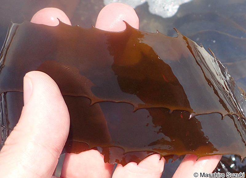 アラメ Eisenia bicyclis