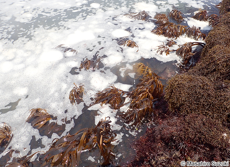 アラメ Eisenia bicyclis